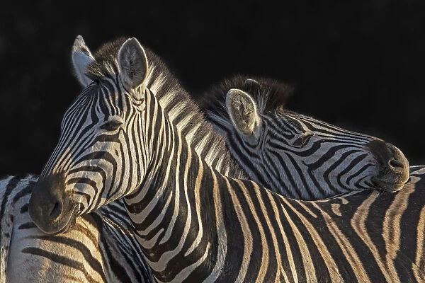 Zebra (Equus quagga) standing side by side, Hoedspruit, South-Africa
