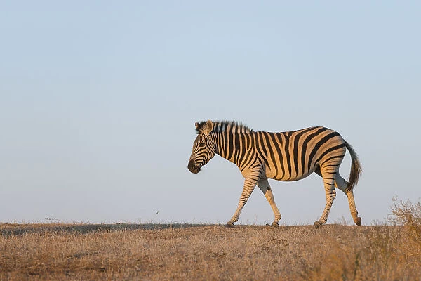 Zebra (Equus quagga) walking at sunset with clear sky, Botswana, Central District