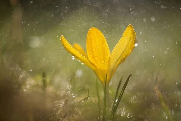 Crocus, yellow flower during rain showe