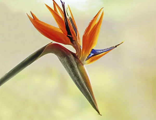strelitzia reginae, bird of paradise, orange subject