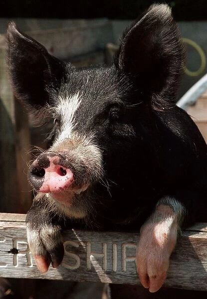 Animals Pigs Berkshire Pig at Aldenham Country Park DBase