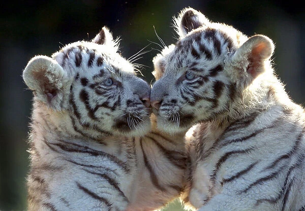 White Tiger cubs at the West Midland Safari Park, Bewdley