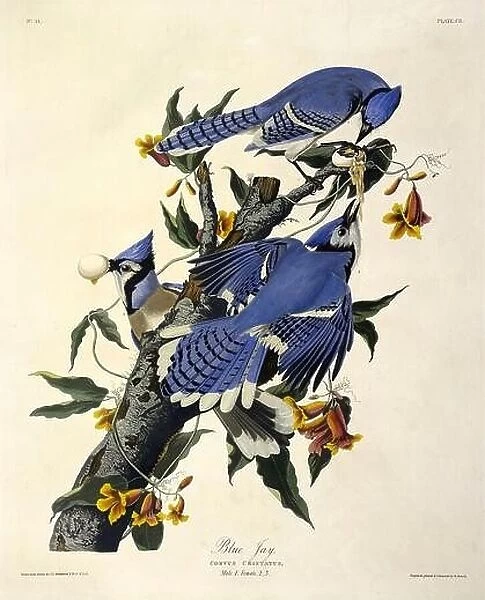 Blue Jay, Corvus Christatus, 1845