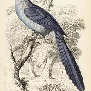 African blue-flycatcher, Elminia longicauda