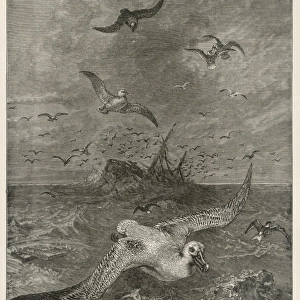 Albatross in Storm