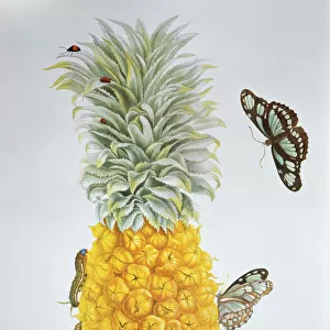 Ananas comosus (pineapple) & Philaethria dido
