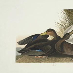 Anas rubripes, American black duck