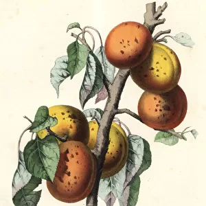 Apricot, Malus armeniaca