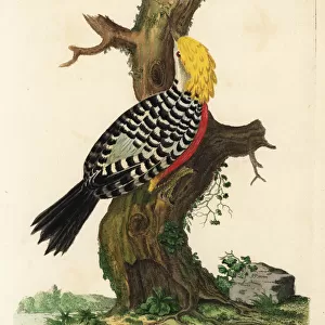 Blond Crested Woodpecker
