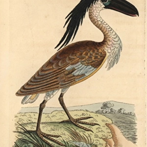 Boat-billed heron, Cochlearius cochlearius