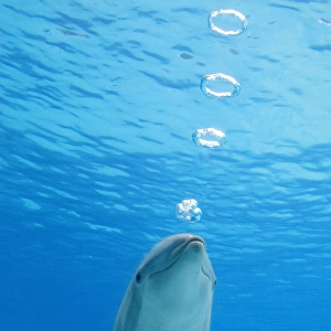 Bottlenose Dolphin - blowing air rings underwater