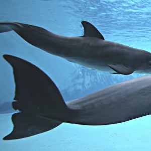 Bottlenose Dolphin - Newborn Baby / Calf nursing