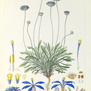 Botanical illustrations in watercolor