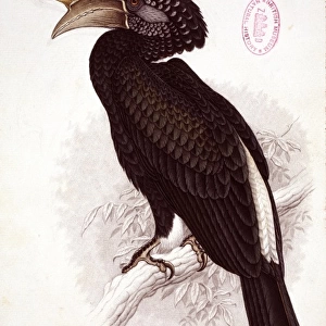 Bycanistes brevis, silvery-cheeked hornbill