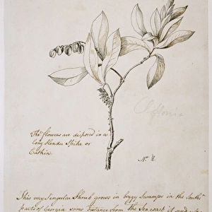 Cliftonia monophylla, buckwheat tree