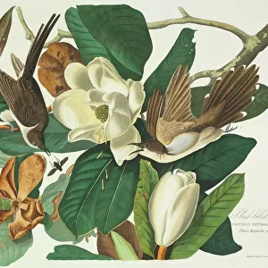 Coccyzus erythropthalmus, black-billed cuckoo