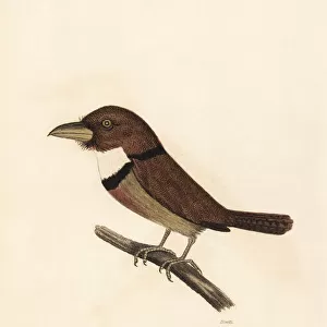 Collared puffbird, Bucco capensis