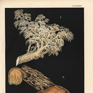 Comb tooth mushroom, Hericium coralloides