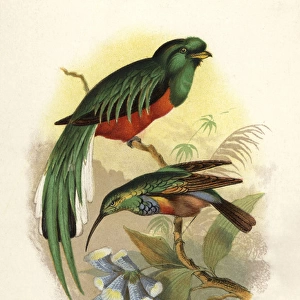 Crested quetzal, Pharomachrus antisianus