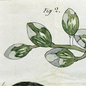 Disease of the vines. Engraving of 1853