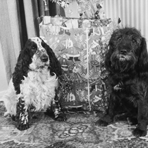 Two Dogs at Christmas