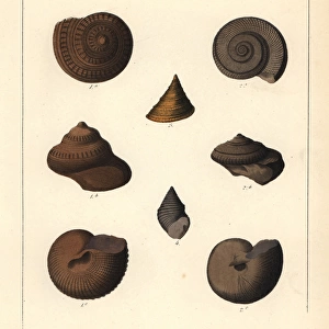 Extinct fossil sea snails