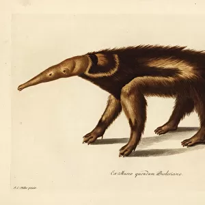 Giant anteater, Myrmecophaga tridactyla