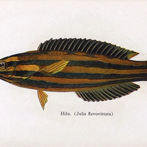 Hilu, Fishes of Hawaii