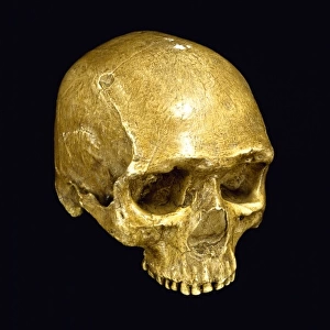 Homo sapiens cranium (UC 101)