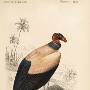 King vulture, Sarcoramphus papa