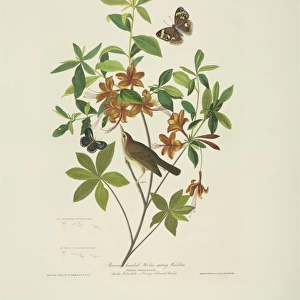 Limnothlypis swainsoni, Swainsons warbler