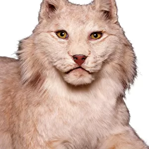 Lynx sp. lynx