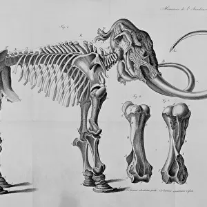 Mammoth skeleton drawing
