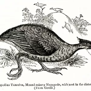 Megapodes Related Images