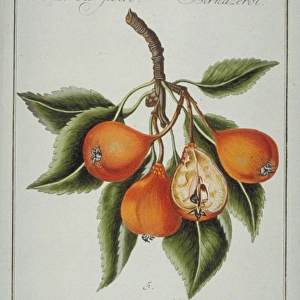 Mespilus sp. azerole-pear