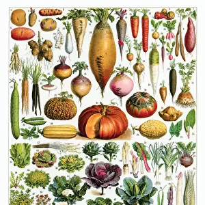 A Mixture of Vegetables