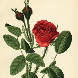 Moss rose, Rosa centifolia var. muscosa