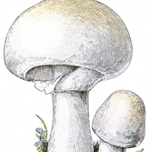 Mushroom Agaricus