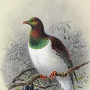 New Zealand Pigeon Kereru