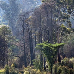 Nyanga Forest - Zimbabwe
