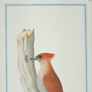 Picus miniaceus, banded woodpecker