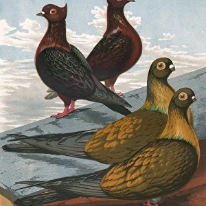 Pigeons - Archangels and Swifts, Fancy Breeds