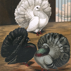 Pigeons - English Fantails or Garden Fantails
