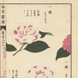 Pink and white camellias, Ariake and Hagoromo