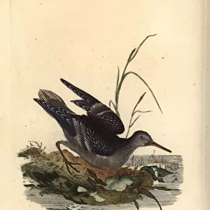 Purple sandpiper, Calidris maritima