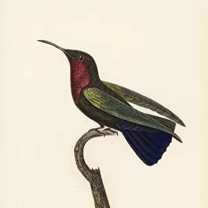 Purple-throated carib, Eulampis jugularis, male