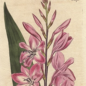 Pyramidal watsonia (dwarf gladiolus), native