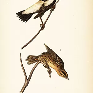 Reed-bird or bobolink, Dolichonyx oryzivorus