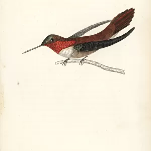 Rufous hummingbird, Selasphorus rufus