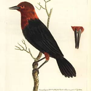 Scarlet-headed blackbird, Amblyramphus holosericeus